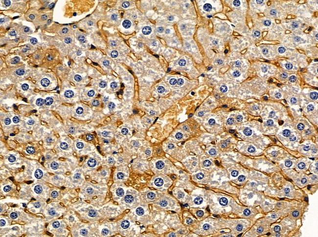 ARHGEF11 Antibody in Immunohistochemistry (Paraffin) (IHC (P))