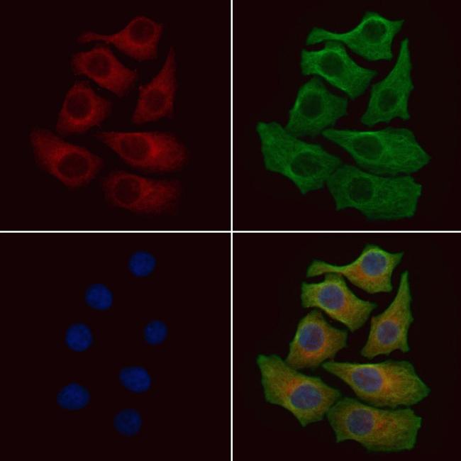 SCFD1 Antibody in Immunocytochemistry (ICC/IF)