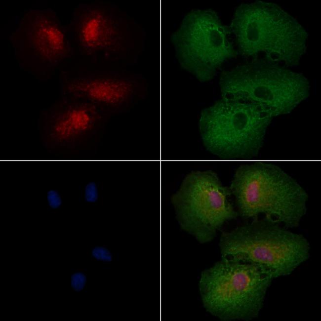 NEK7 Antibody in Immunocytochemistry (ICC/IF)