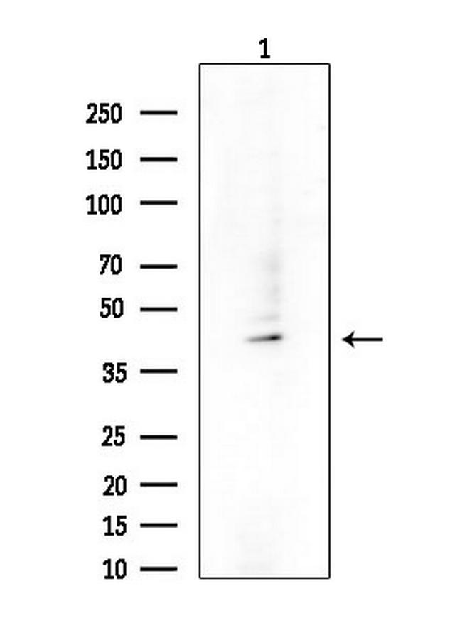 SERPINB7 Antibody in Western Blot (WB)