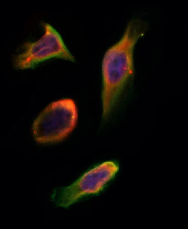 SLC28A2 Antibody in Immunocytochemistry (ICC/IF)