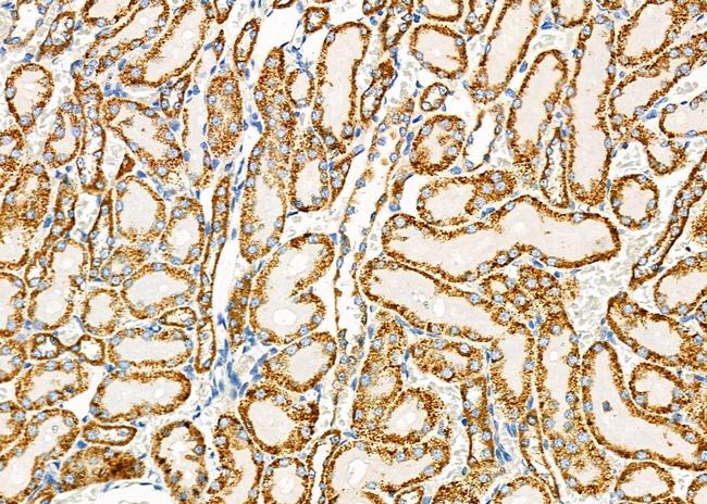 SLC24A3 Antibody in Immunohistochemistry (Paraffin) (IHC (P))