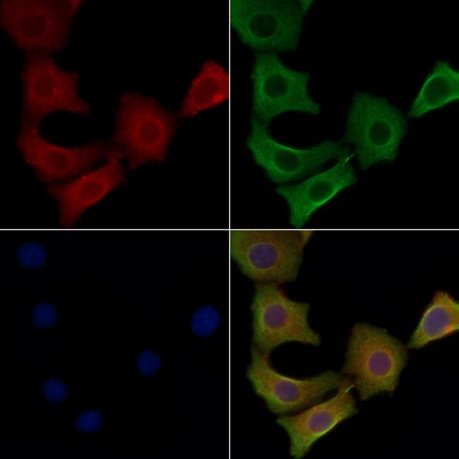 STMN4 Antibody in Immunocytochemistry (ICC/IF)