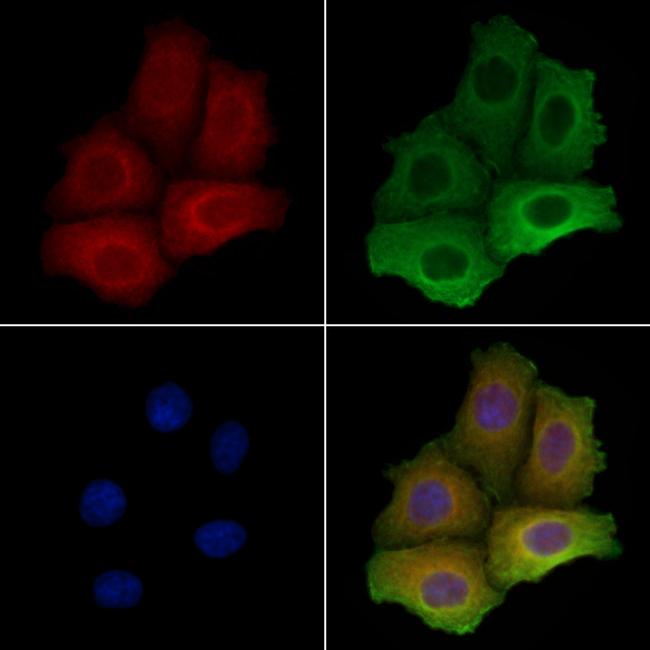 SYTL4 Antibody in Immunocytochemistry (ICC/IF)