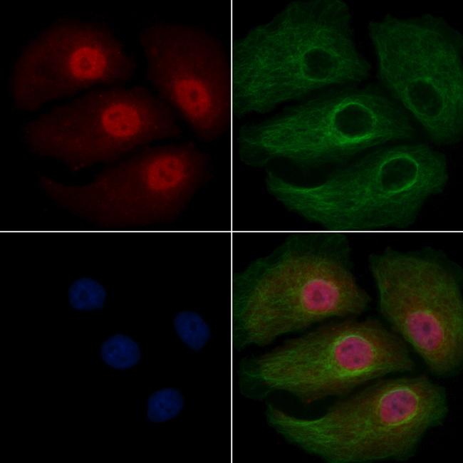 UGDH Antibody in Immunocytochemistry (ICC/IF)