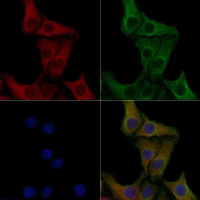 IL17RC Isoform 1 Precursor Antibody in Immunocytochemistry (ICC/IF)