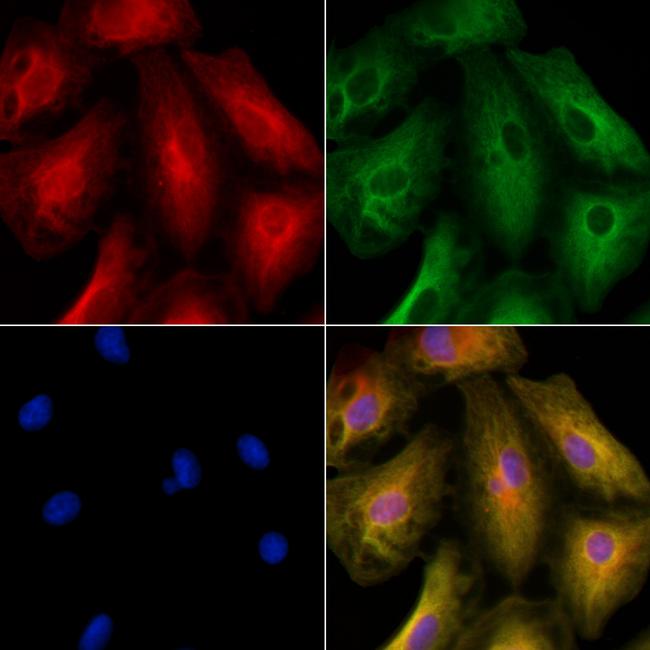 Kir2.3 (KCNJ4) Antibody in Immunocytochemistry (ICC/IF)