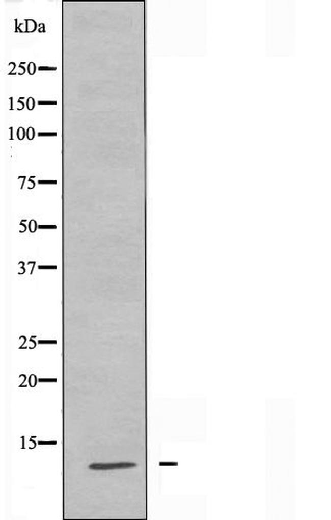 H4K5ac Antibody in Western Blot (WB)