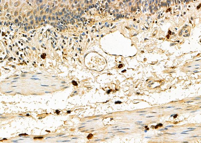 EMR2 Antibody in Immunohistochemistry (Paraffin) (IHC (P))