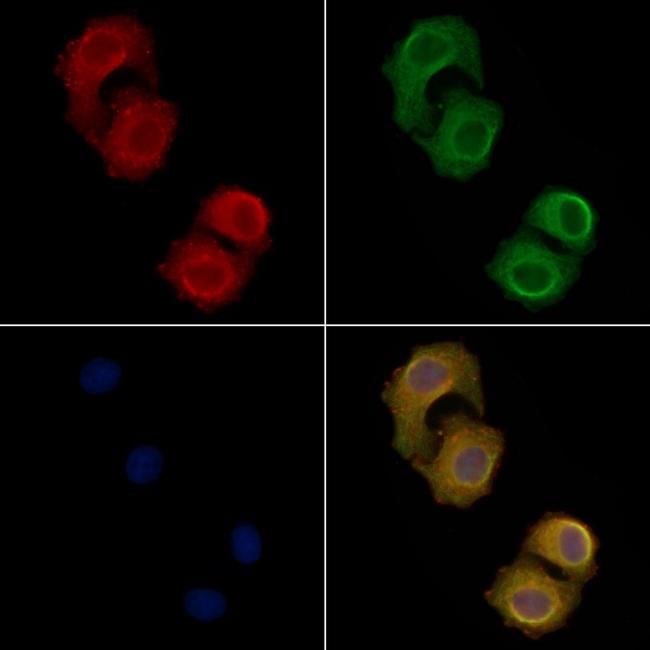 PTGER3 Antibody in Immunocytochemistry (ICC/IF)