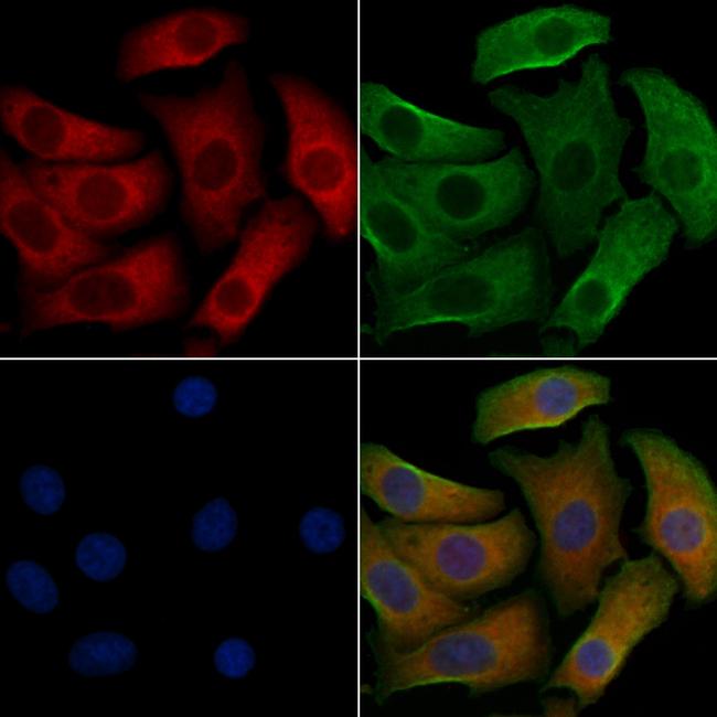 HRH1 Antibody in Immunocytochemistry (ICC/IF)