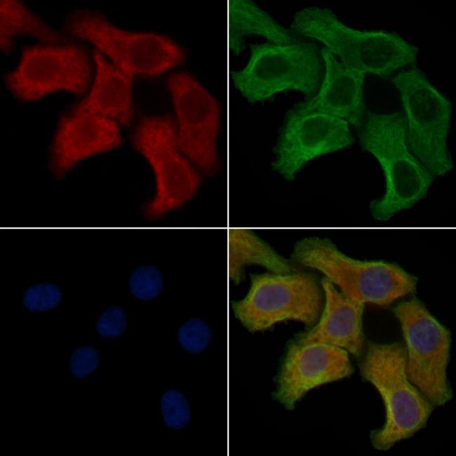 OR10A4 Antibody in Immunocytochemistry (ICC/IF)