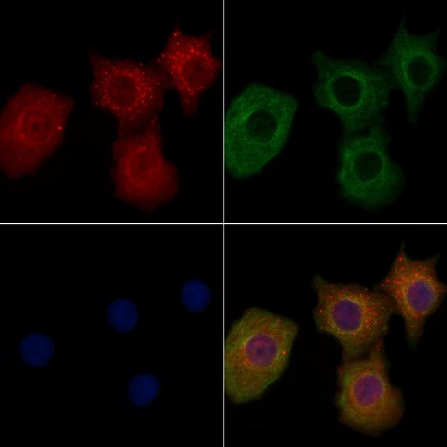 OR10C1 Antibody in Immunocytochemistry (ICC/IF)