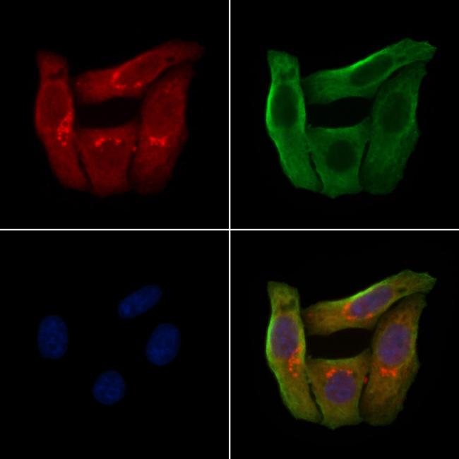 OR2AJ1 Antibody in Immunocytochemistry (ICC/IF)