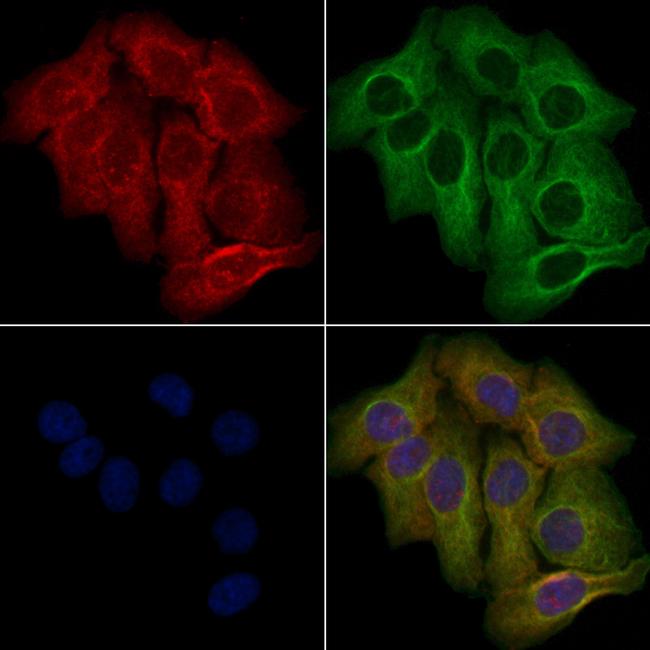 OR10A6 Antibody in Immunocytochemistry (ICC/IF)