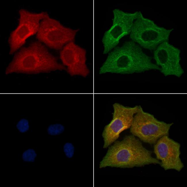 OR10D4P Antibody in Immunocytochemistry (ICC/IF)