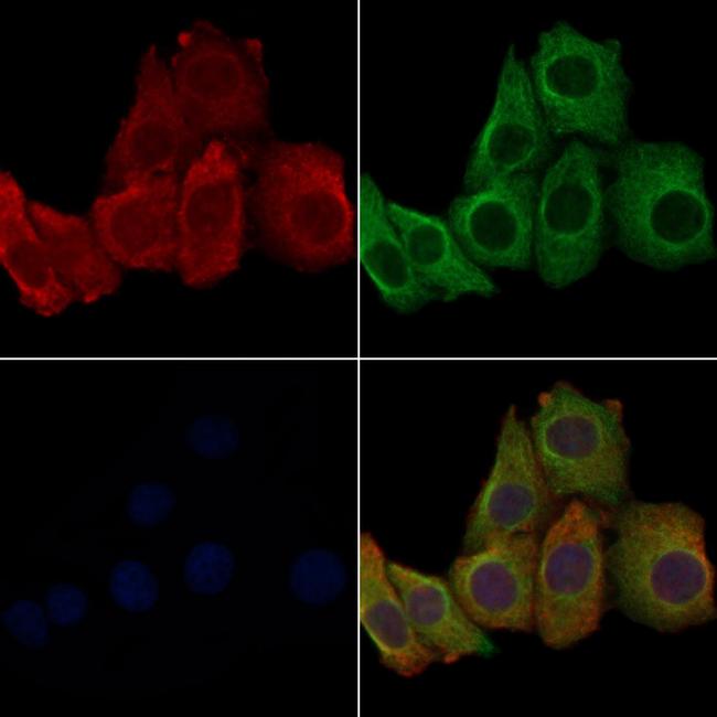 OR10G6 Antibody in Immunocytochemistry (ICC/IF)