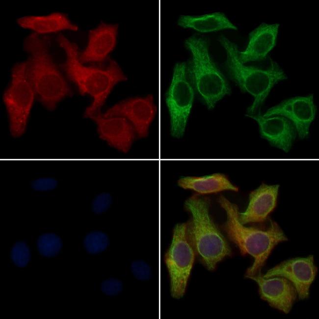 OR10H2 Antibody in Immunocytochemistry (ICC/IF)