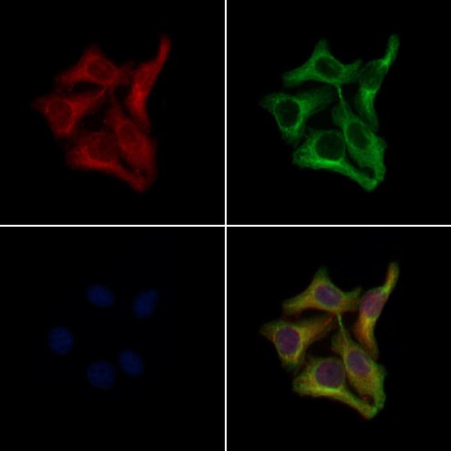 OR10H4 Antibody in Immunocytochemistry (ICC/IF)