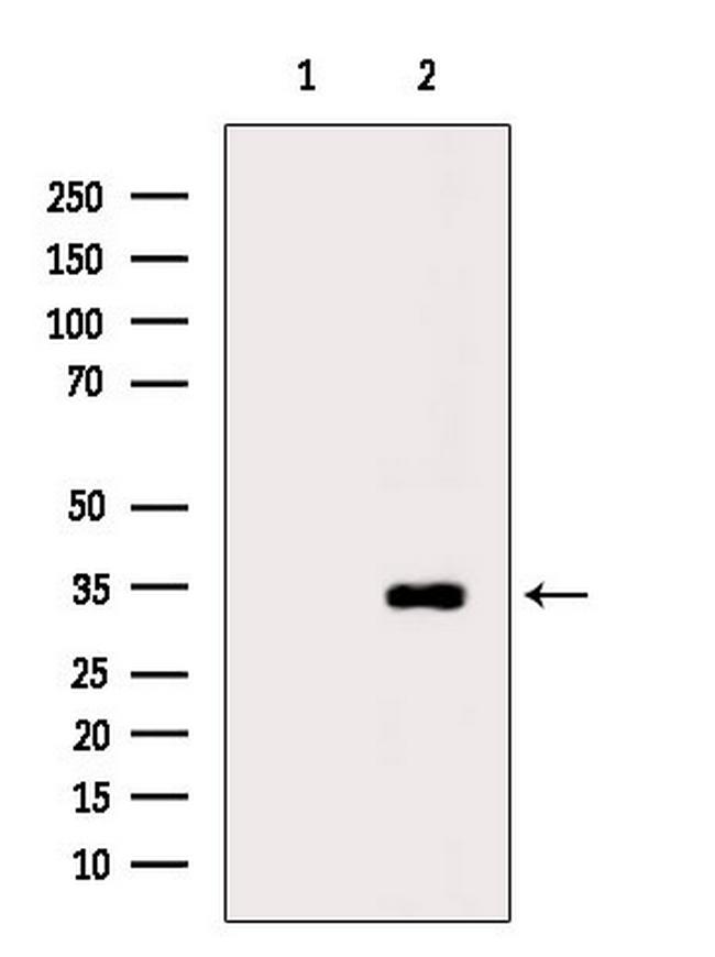 OR1L6 Antibody in Western Blot (WB)