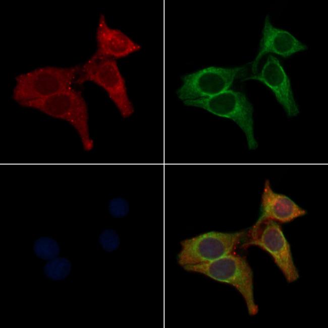 OR2B2 Antibody in Immunocytochemistry (ICC/IF)