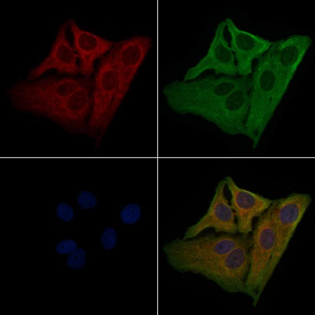 OR2C1 Antibody in Immunocytochemistry (ICC/IF)