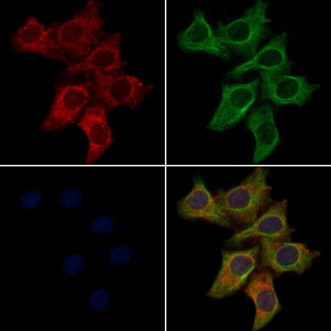 OR2G2 Antibody in Immunocytochemistry (ICC/IF)