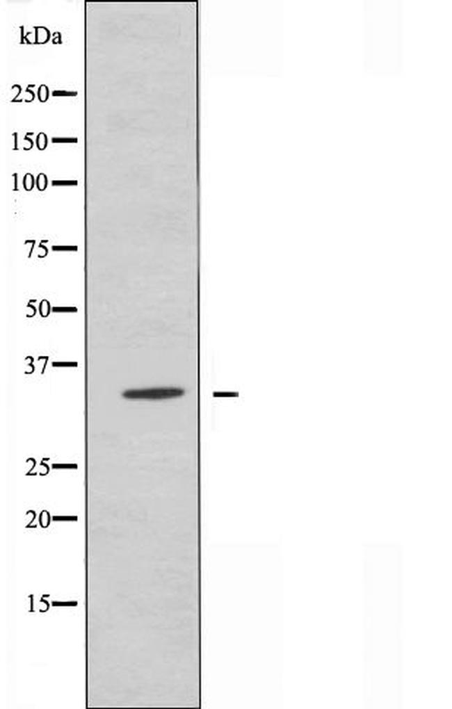 OR2G3 Antibody in Western Blot (WB)