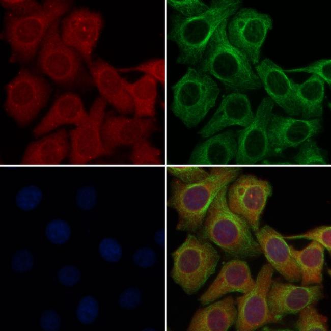 OR2J2 Antibody in Immunocytochemistry (ICC/IF)