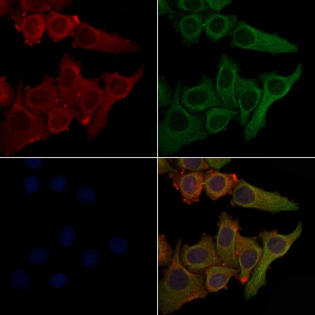 PTGIR Antibody in Immunocytochemistry (ICC/IF)