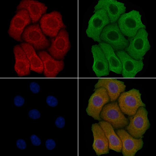 TAS2R20 Antibody in Immunocytochemistry (ICC/IF)