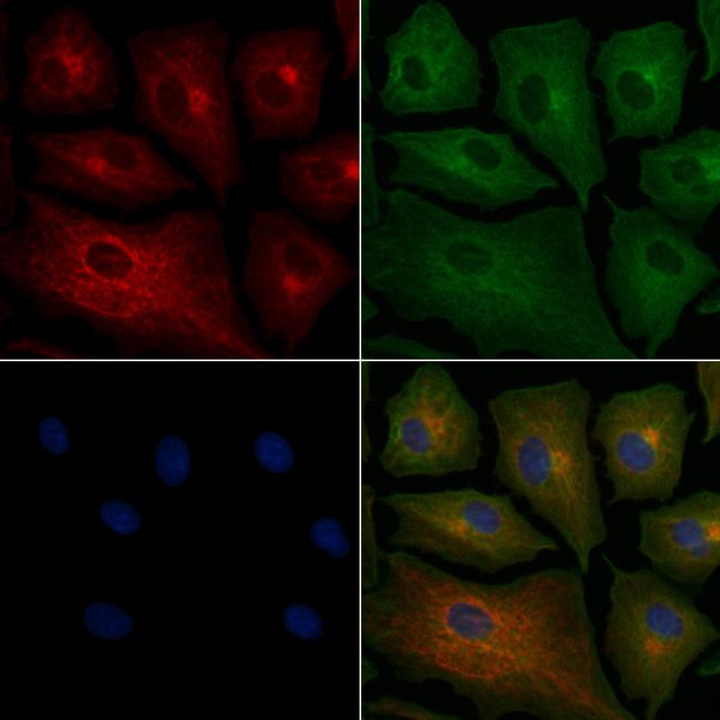 VN1R2 Antibody in Immunocytochemistry (ICC/IF)