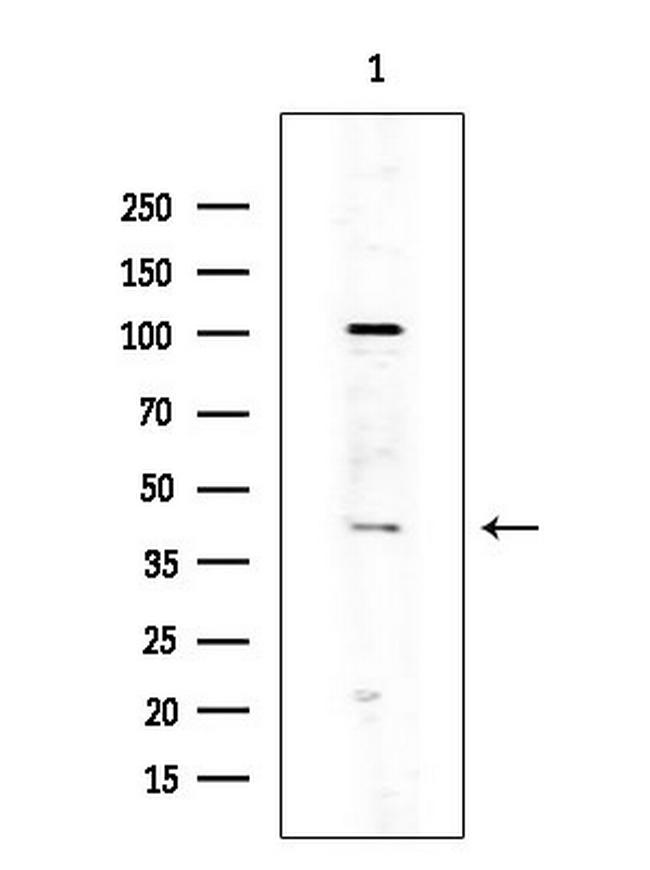 OR10J3 Antibody in Western Blot (WB)