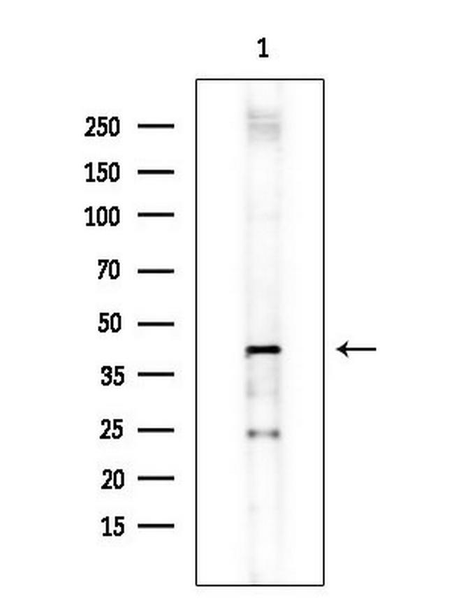 OR12D3 Antibody in Western Blot (WB)