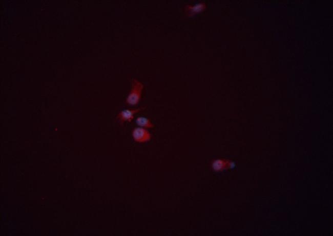 WNT3A Antibody in Immunocytochemistry (ICC/IF)