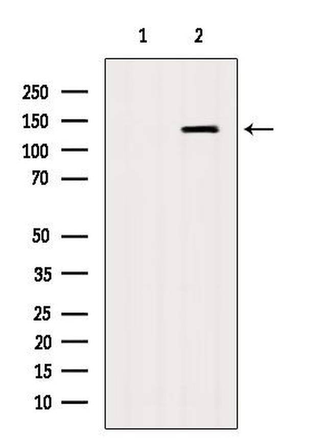 AMBRA1 Antibody in Western Blot (WB)