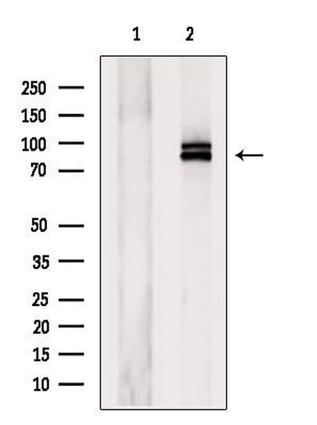 MAGED1 Antibody in Western Blot (WB)