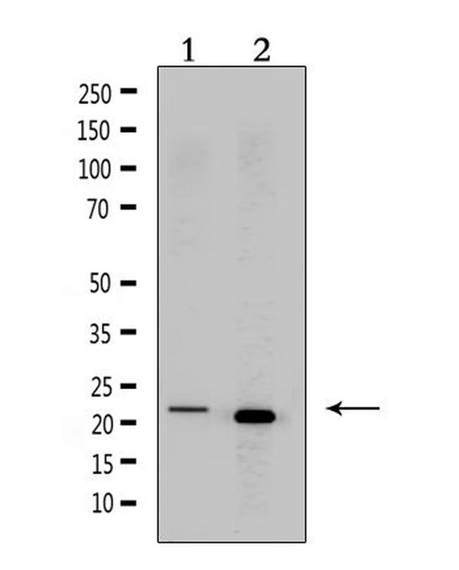 CRF Antibody in Western Blot (WB)