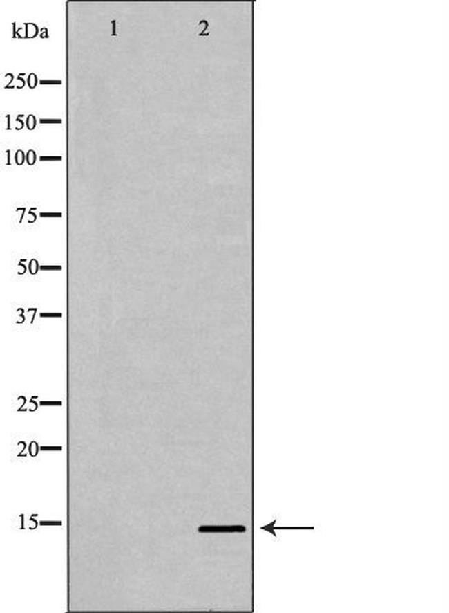 PHPT1 Antibody in Western Blot (WB)