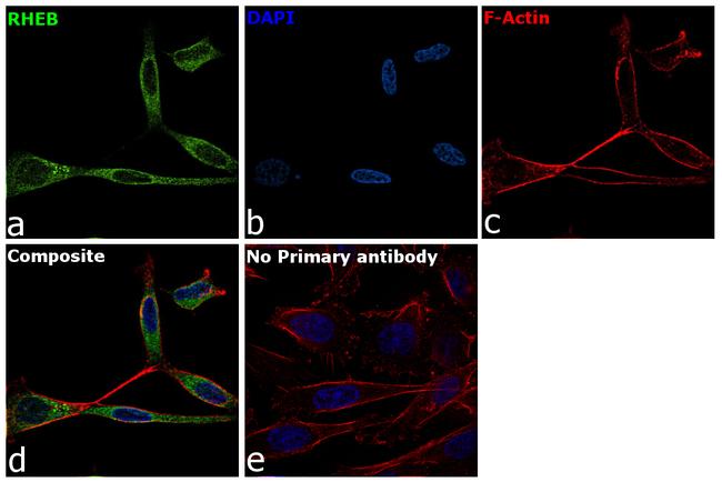 RHEB Antibody in Immunocytochemistry (ICC/IF)