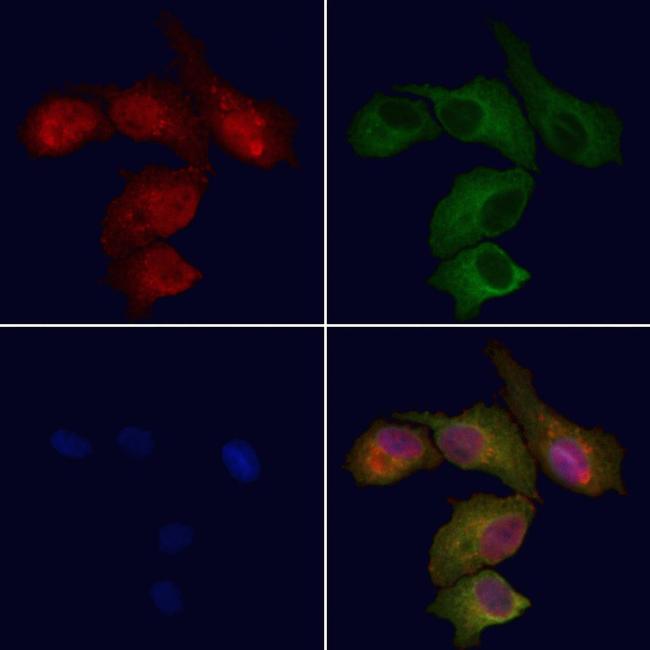 SCRN2 Antibody in Immunocytochemistry (ICC/IF)