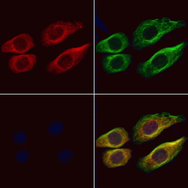 ITPA Antibody in Immunocytochemistry (ICC/IF)