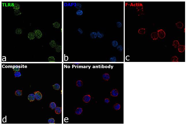 TLR8 Antibody in Immunocytochemistry (ICC/IF)