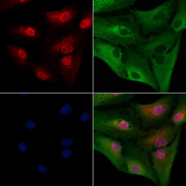 SRSF1 Antibody in Immunocytochemistry (ICC/IF)