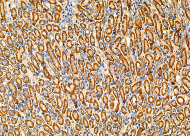 WFS1 Antibody in Immunohistochemistry (Paraffin) (IHC (P))