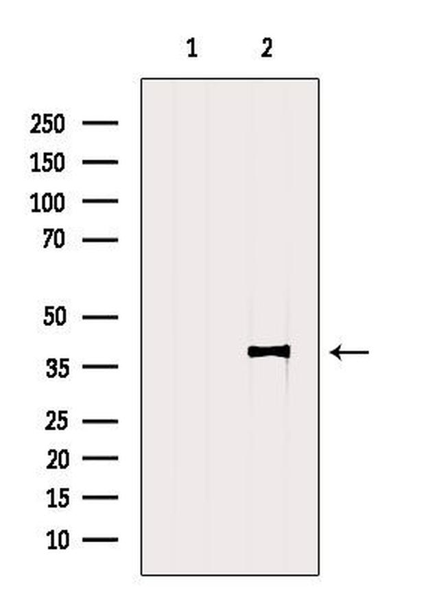 CD1d Antibody in Western Blot (WB)