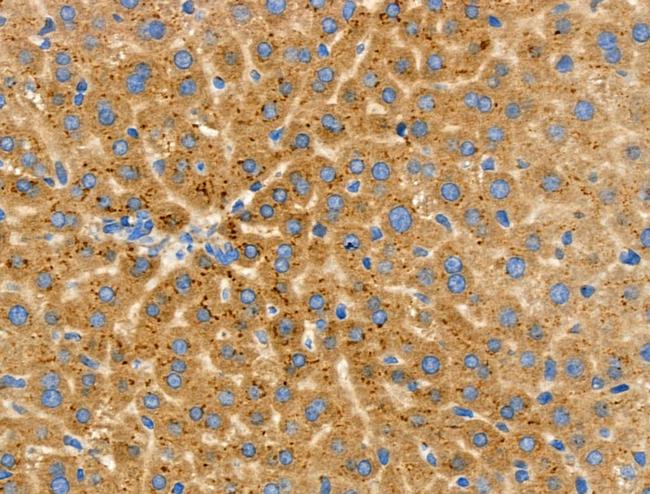 CD204 Antibody in Immunohistochemistry (Paraffin) (IHC (P))