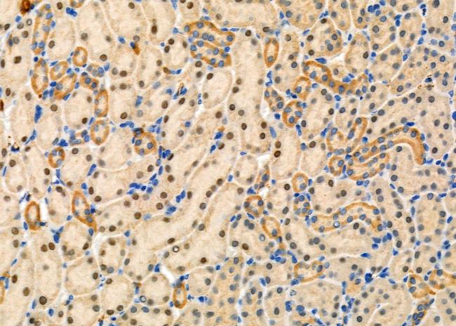 TAF9 Antibody in Immunohistochemistry (Paraffin) (IHC (P))