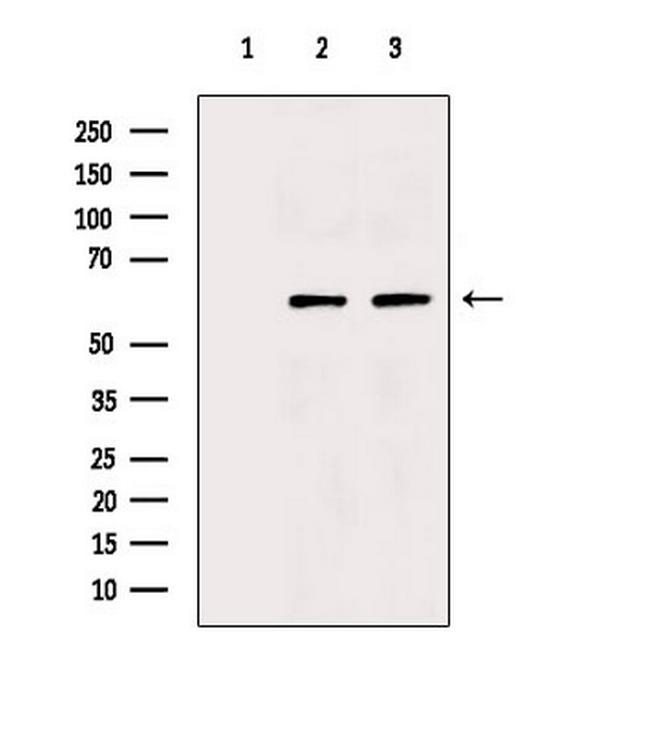 TNFRSF11B Antibody in Western Blot (WB)