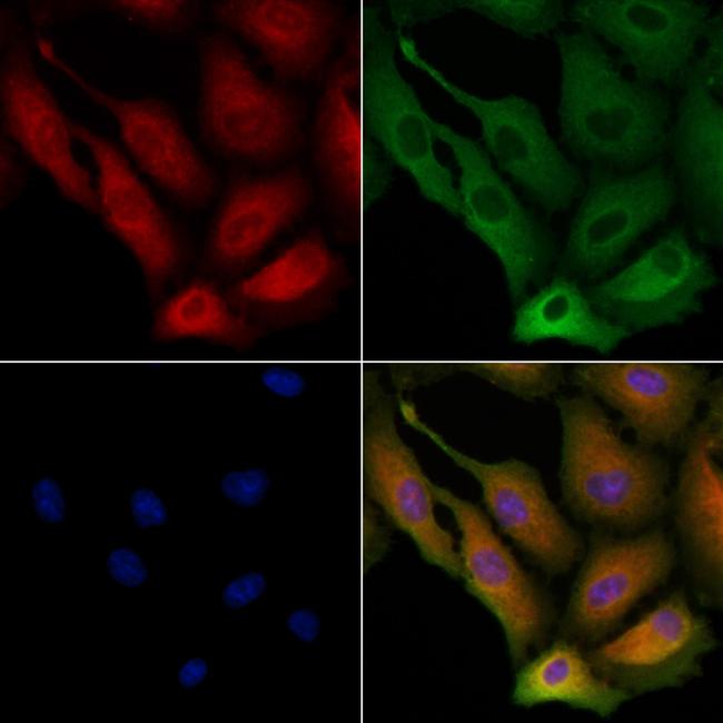 REG3G Antibody in Immunocytochemistry (ICC/IF)